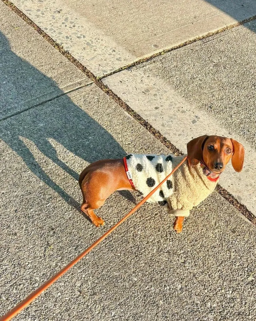 Shiba Polka Dot   Coral Sherpa Dog Pullover