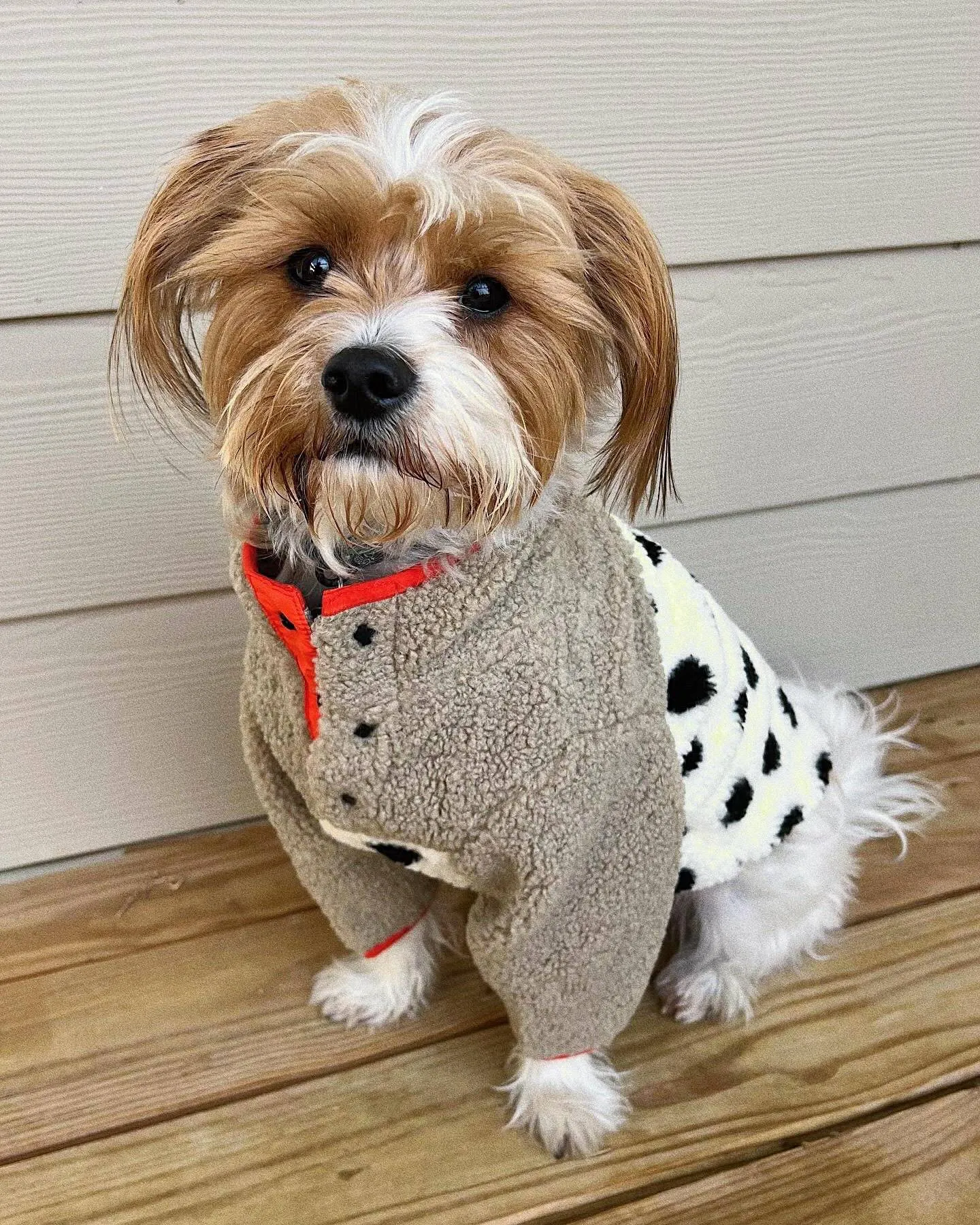 Shiba Polka Dot   Coral Sherpa Dog Pullover